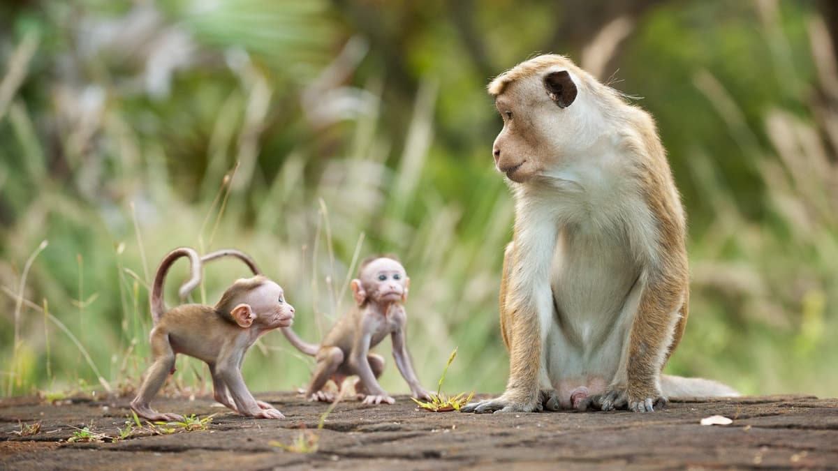 Monkey Kingdom (2015) — Key Art