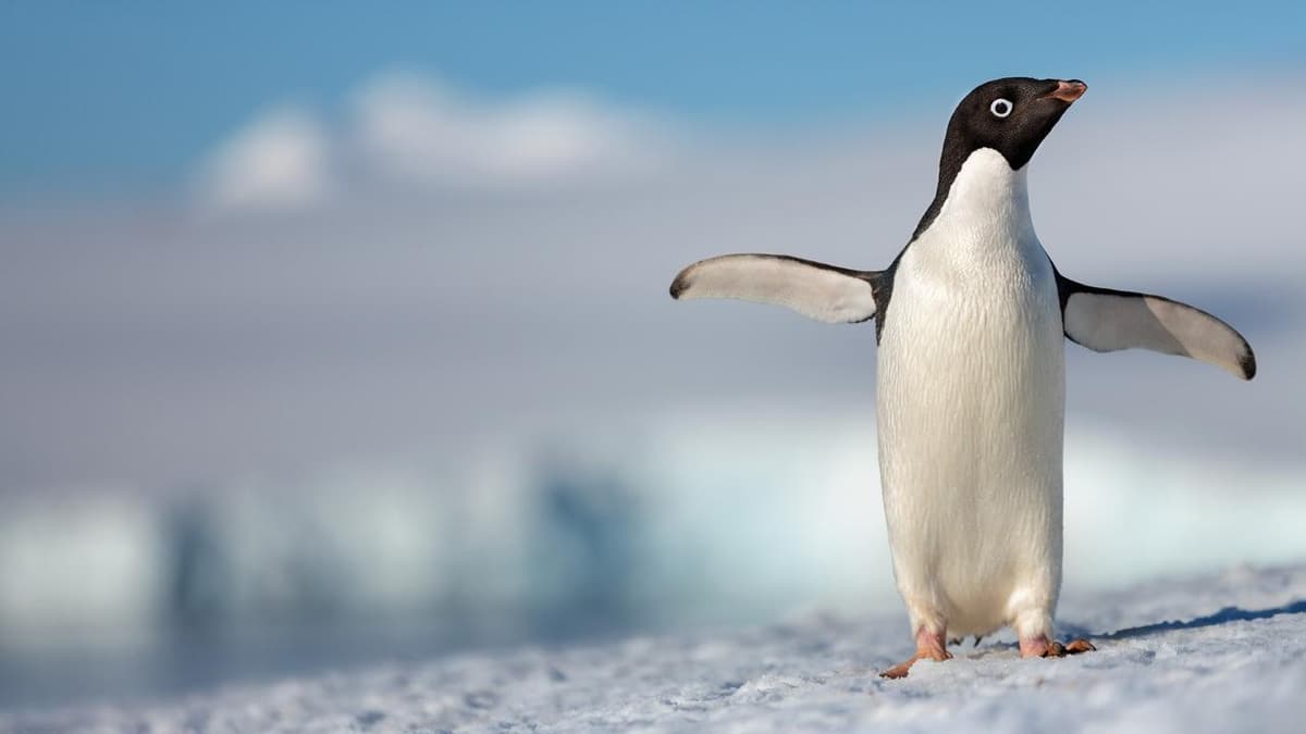 Penguins — Key Art