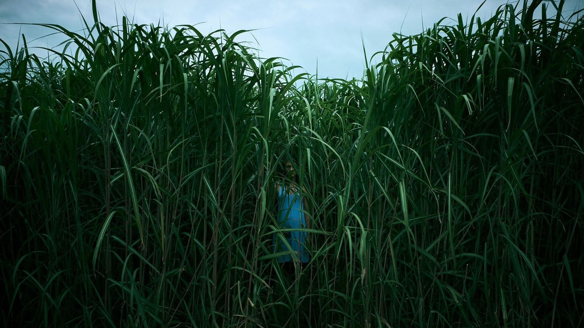 In the Tall Grass key art