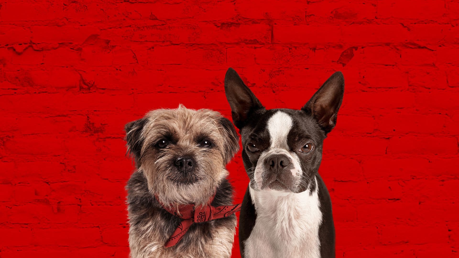 Strays key art