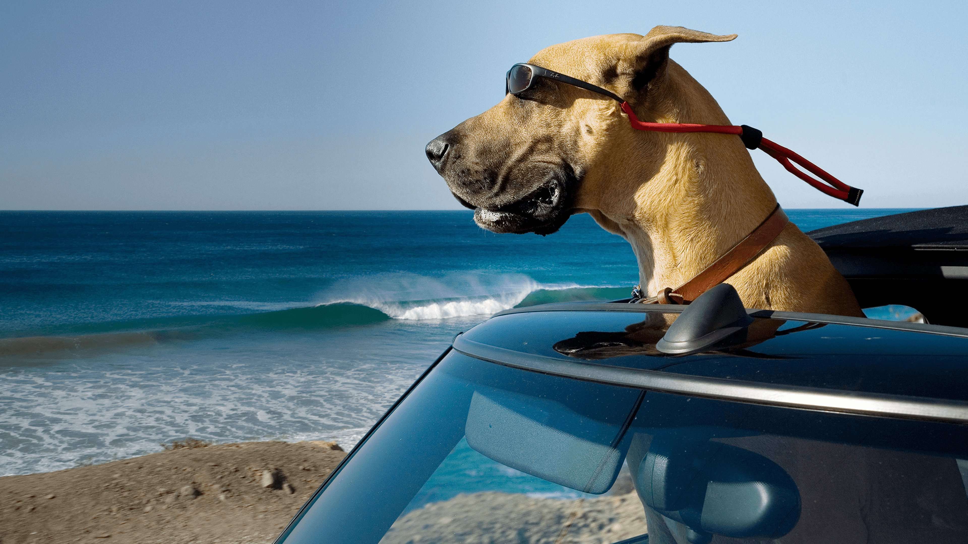 Marmaduke key art