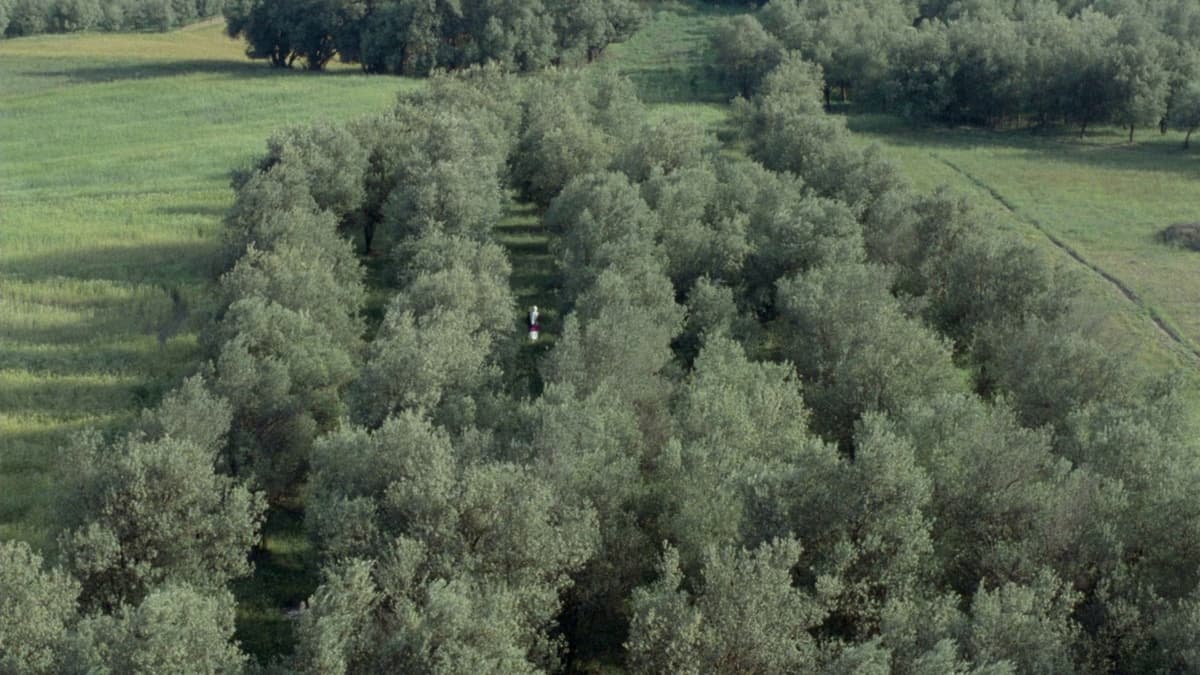 Through the Olive Trees key art