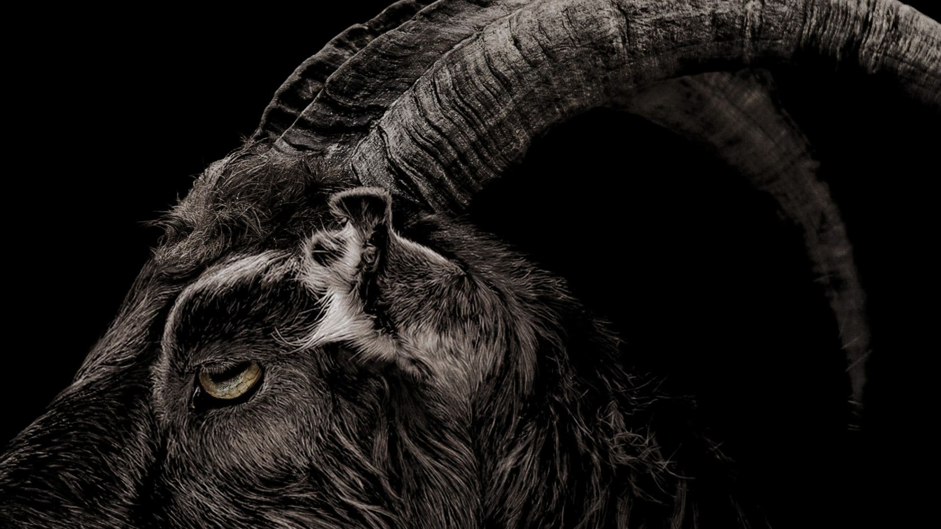 The Witch key art