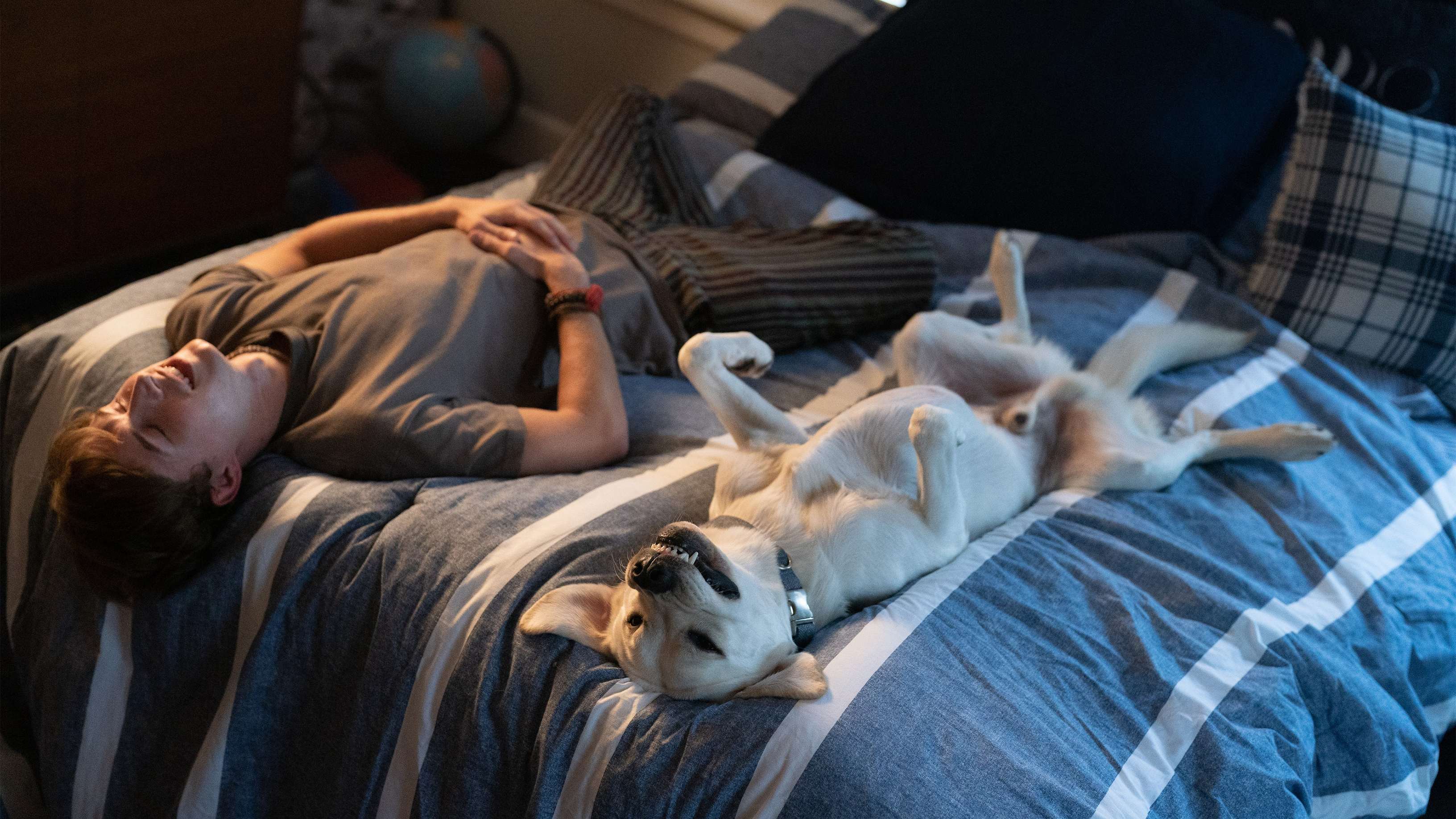 Dog Gone key art