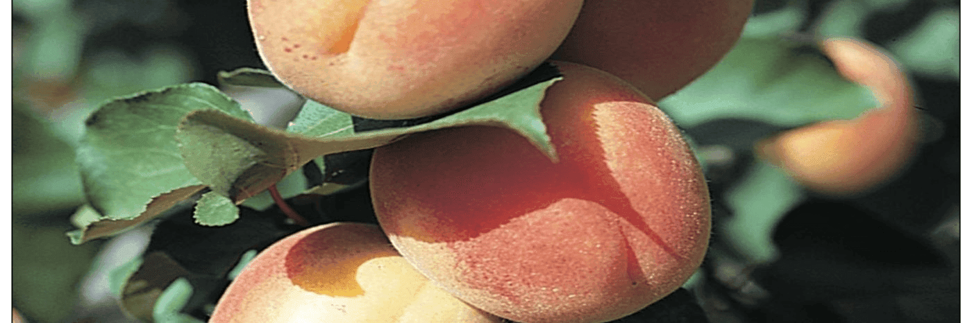 7FohKmOHVjHC0O6XQSIOK81yWjk