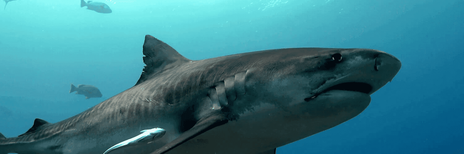 Bv3lEdih6eUp5n71Db2BUoyBk1E