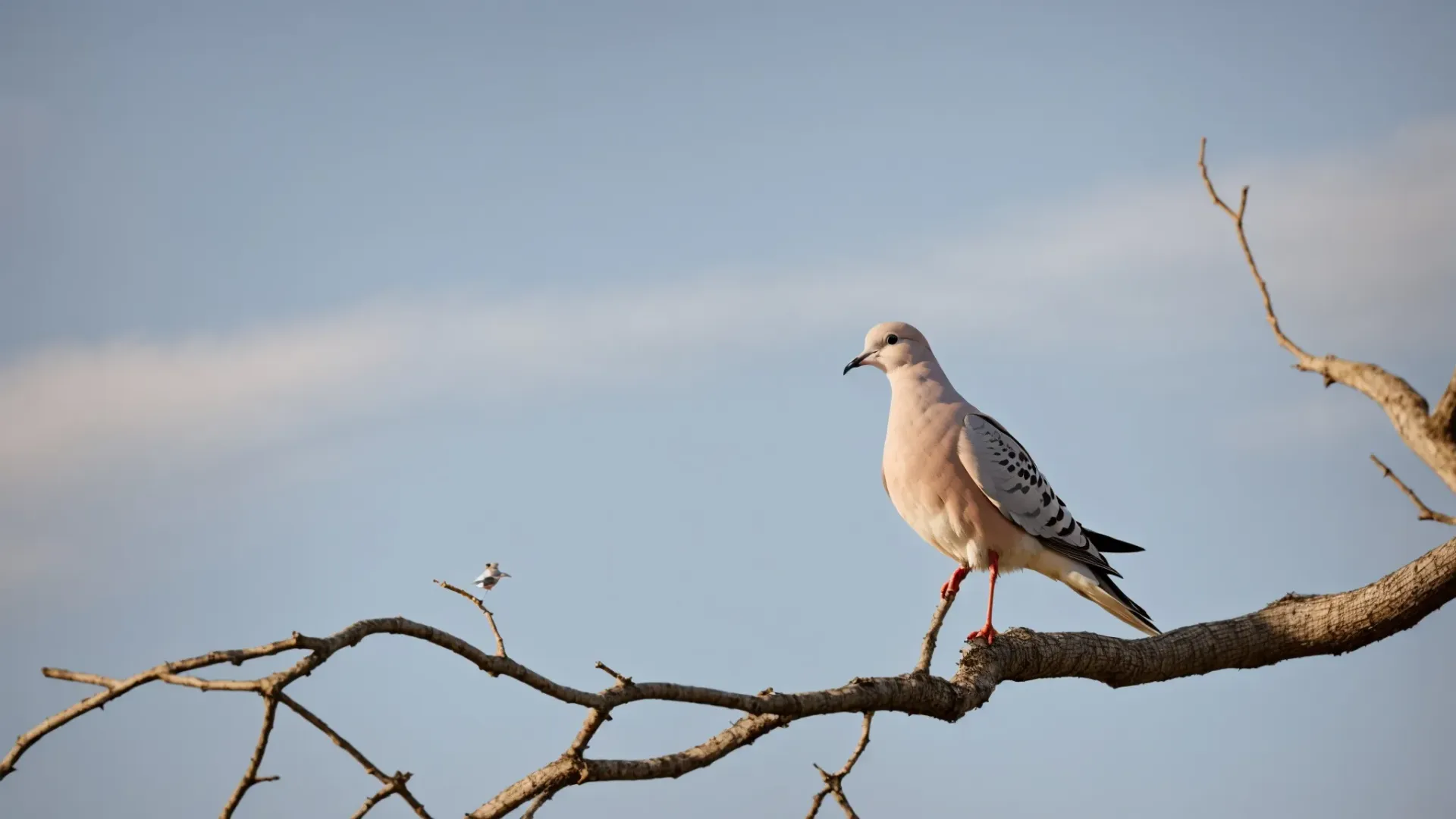 What Is Symbolism Definition