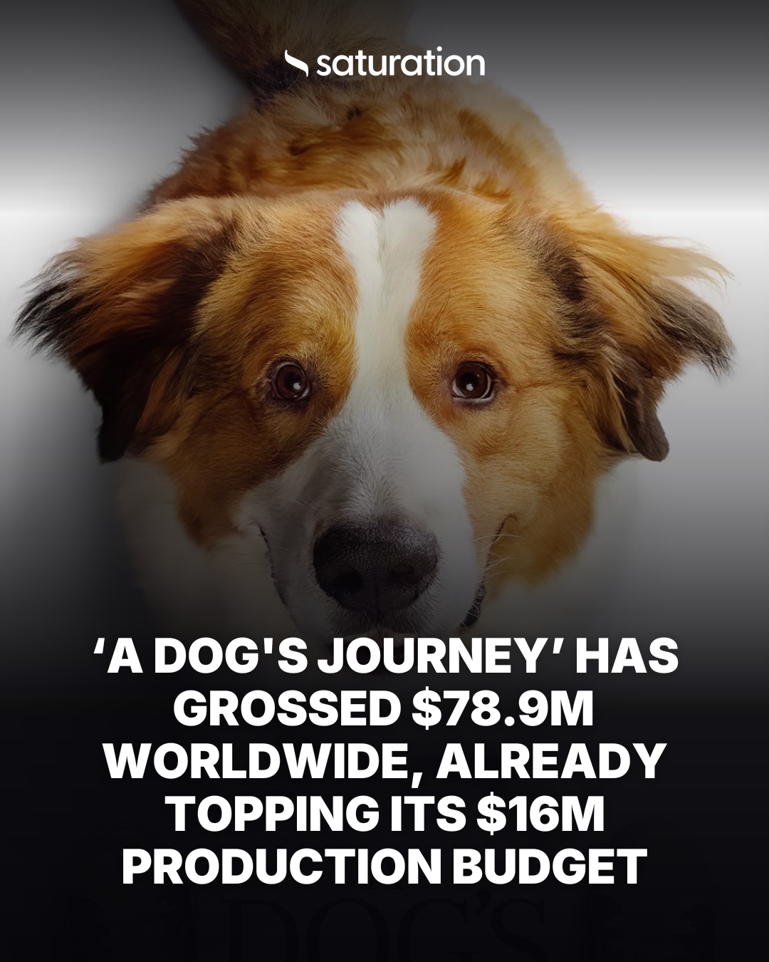 A Dog's Journey share card