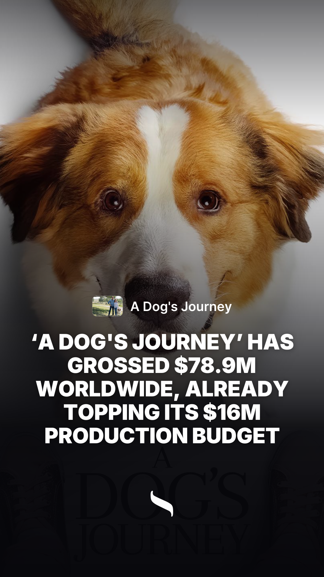 A Dog's Journey share card