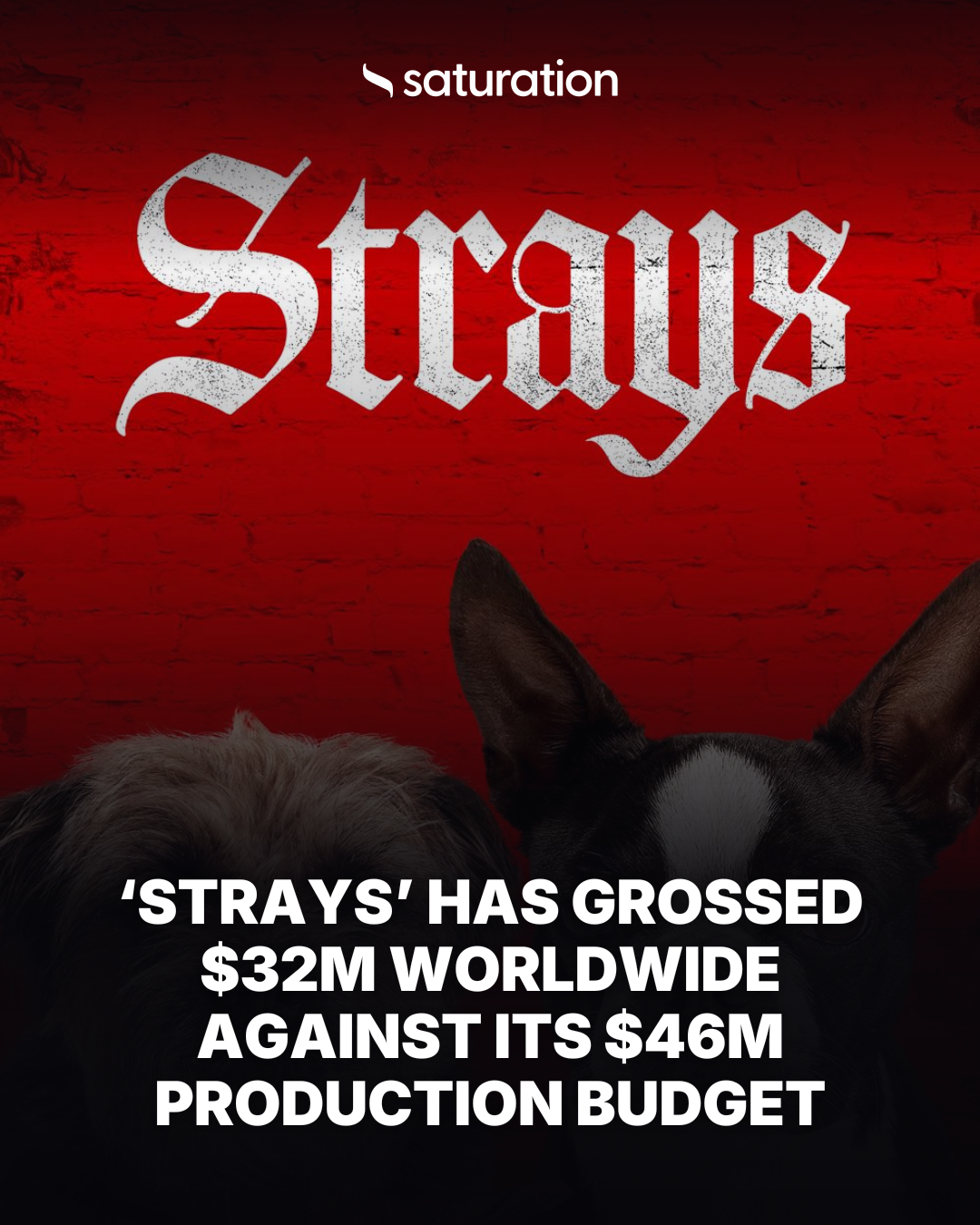 Strays share card
